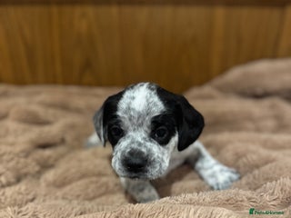 Mixed Breed dogs French bulldog x cocker spaniel pups - Advert 2