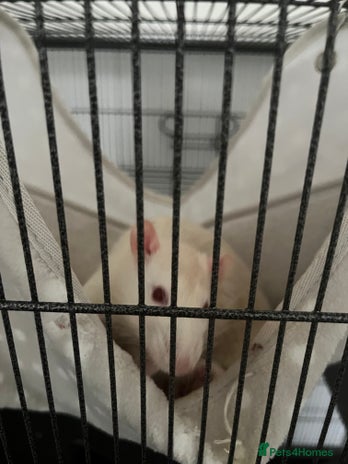 Rat rodents - Advert 2