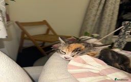 Domestic Shorthair cats for sale: Mixed Kitten female  - Image 5