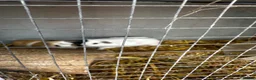 Guinea Pig rodents for sale: Guinea pigs for sale females and males - Advert 9