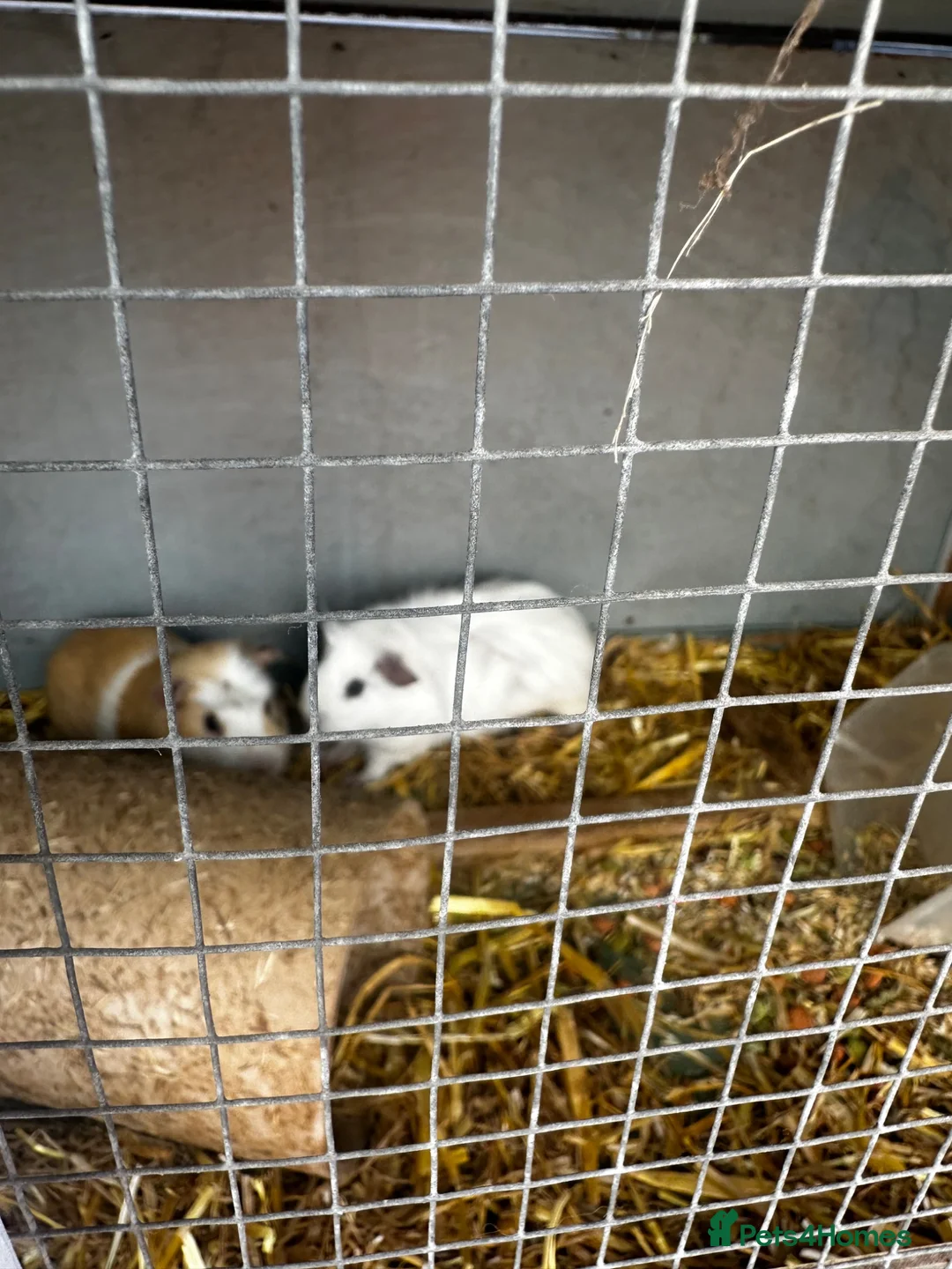 Guinea Pig rodents for sale: Guinea pigs for sale females and males - Advert 9