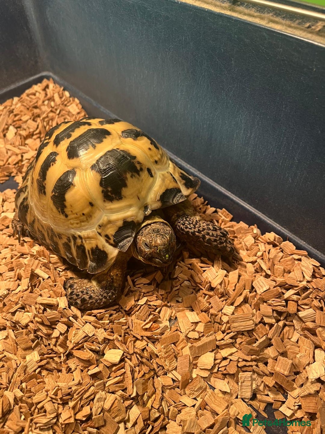 Tortoise reptiles for sale: Horsefield tortoise  - Advert 4
