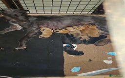Mixed Breed dogs for sale: Saluki/lurcher puppys  - Image 9