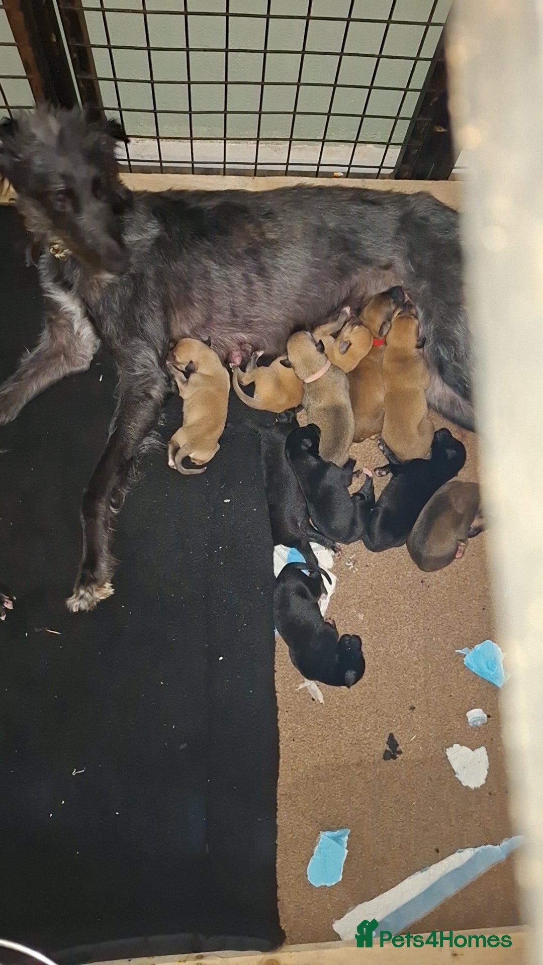 Mixed Breed dogs for sale: Saluki/lurcher puppys  - Image 9