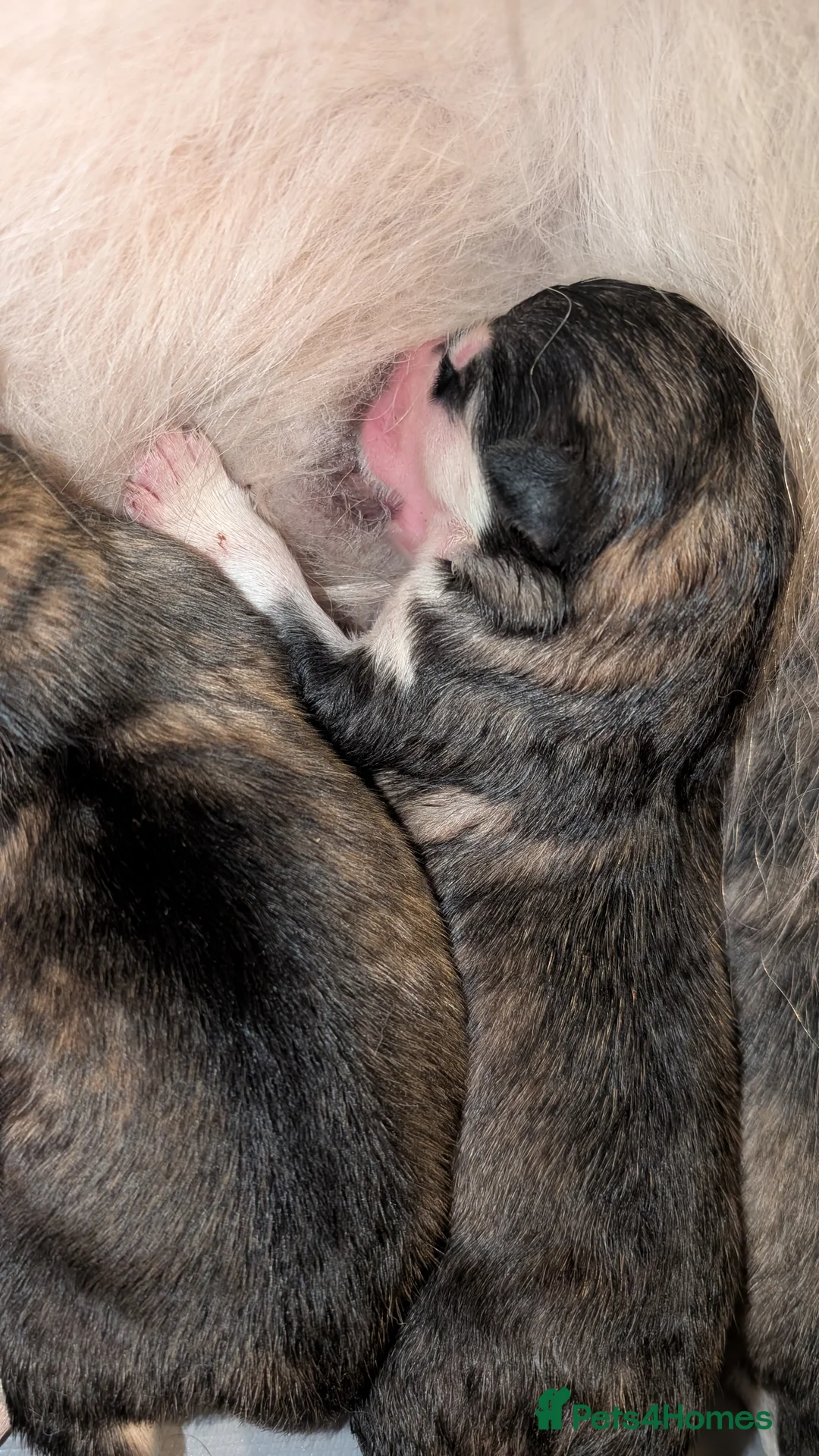 Alaskan Malamute dogs for sale: Boys+one girl left! Long haired Alaskan Malamutes  - Advert 25