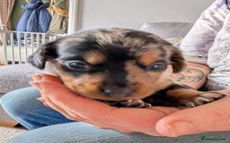 Mixed Breed dogs for sale: 6 stunning jackshund puppies ready to leave now - Image 11