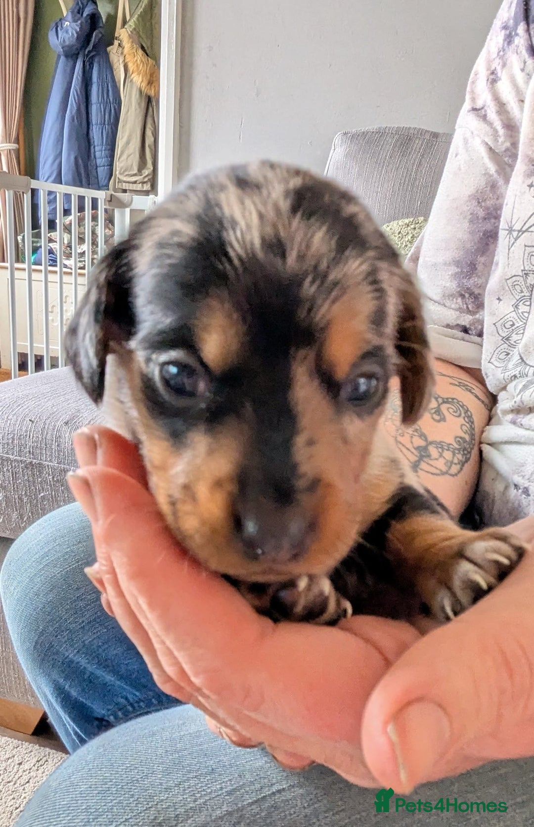 Mixed Breed dogs for sale: 6 stunning jackshund puppies ready to leave now - Image 11