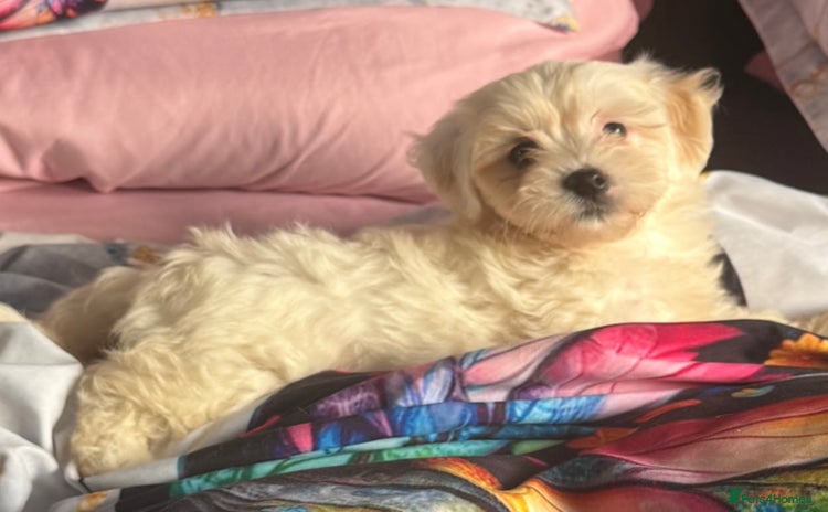 Maltipoo dogs - Advert 3
