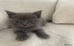 Ragdoll cats for sale: Cuddly & Sweet Ragdolls - Image 15