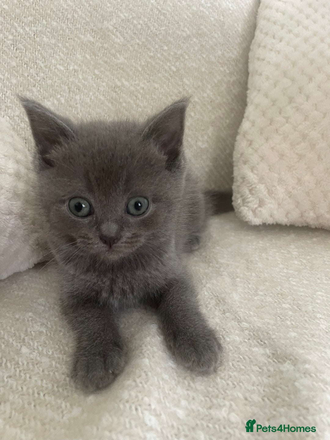 Ragdoll cats for sale: Cuddly & Sweet Ragdolls - Image 15
