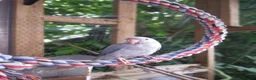 Ringnecks birds for sale: Ringneck  - Advert 3