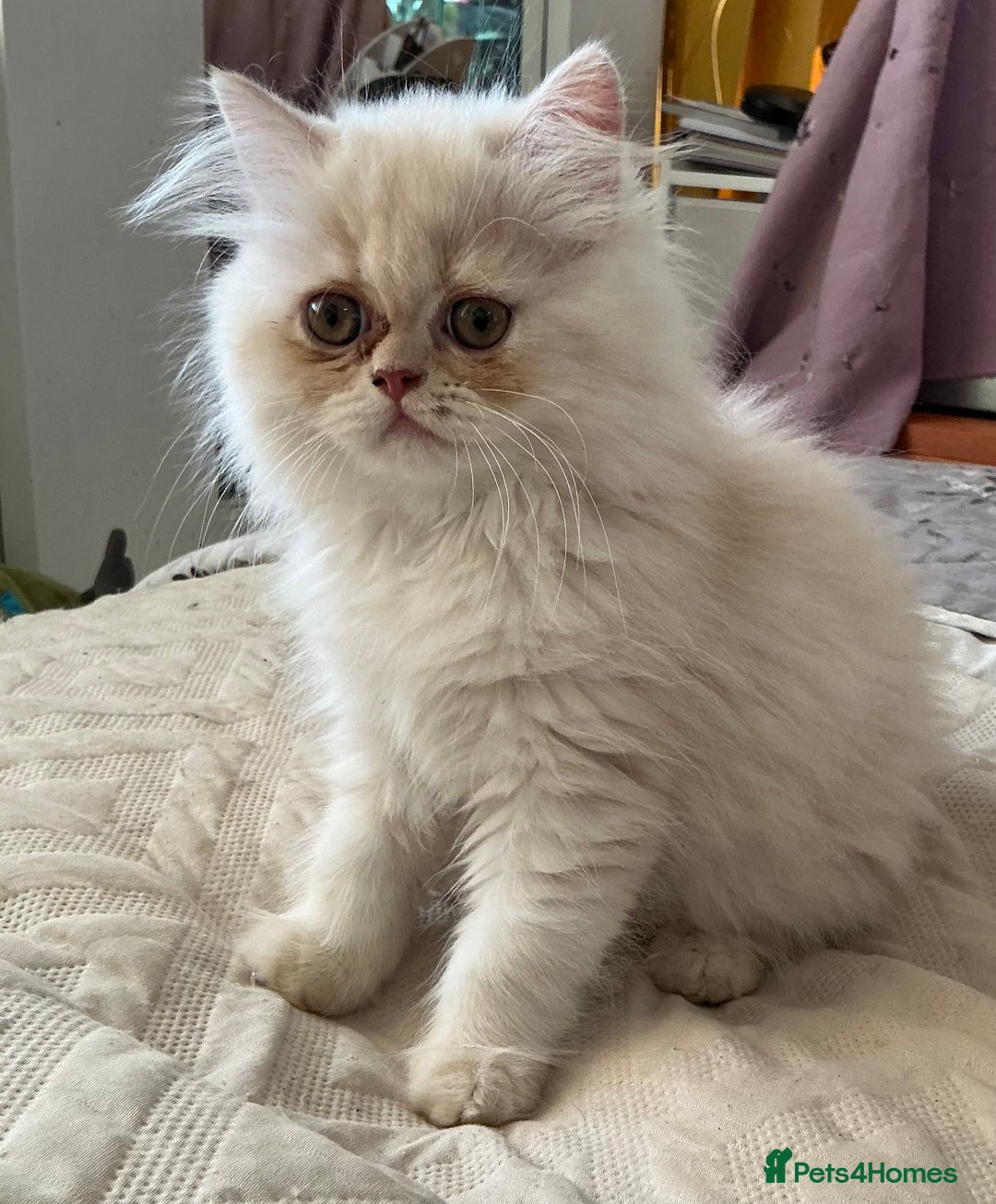 Persian cats for sale: Adorable Female Chinchilla Persian - ready now - Image 32