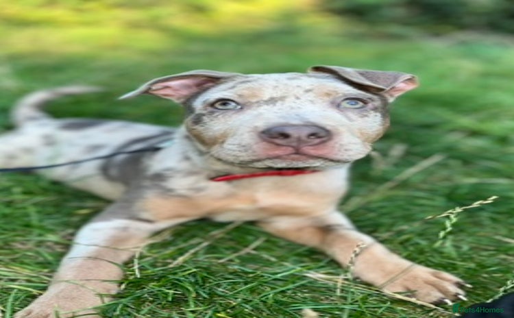 Mixed Breed dogs - Advert 12