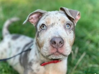 Mixed Breed dogs - Advert 5