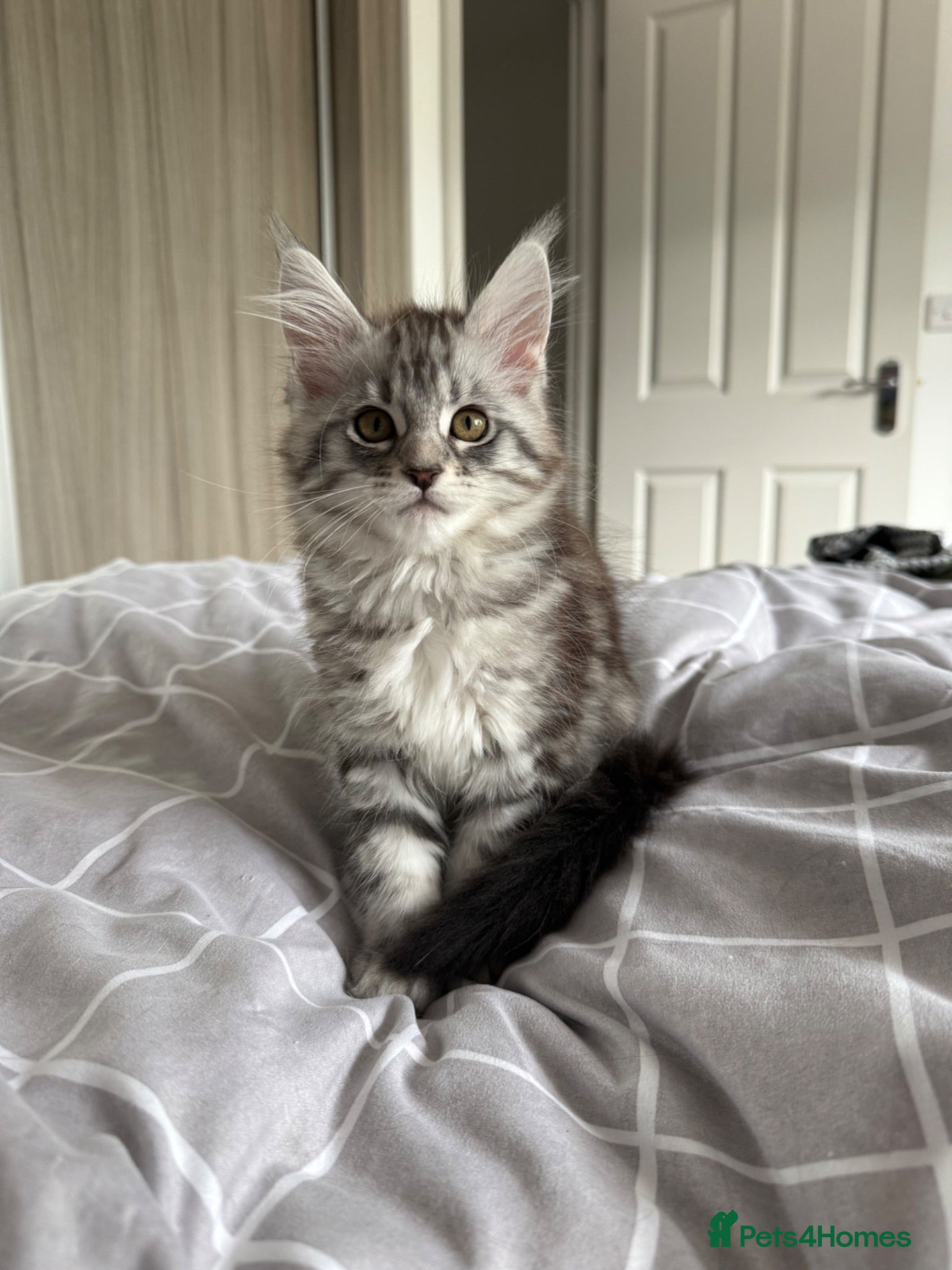 Maine Coon cats Last Beautiful Maine Coon Kitten Ready Now 🐾 - Advert 3