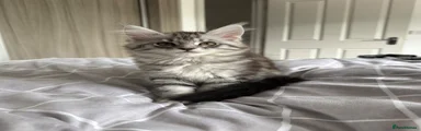 Kitten 3 – Back/right kitten
