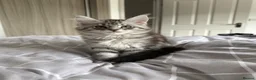 Maine Coon cats for sale: Last Beautiful Maine Coon Kitten Ready Now 🐾 - Advert 1