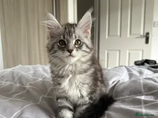 Maine Coon cats Last Beautiful Maine Coon Kitten Ready Now 🐾 - Advert 1