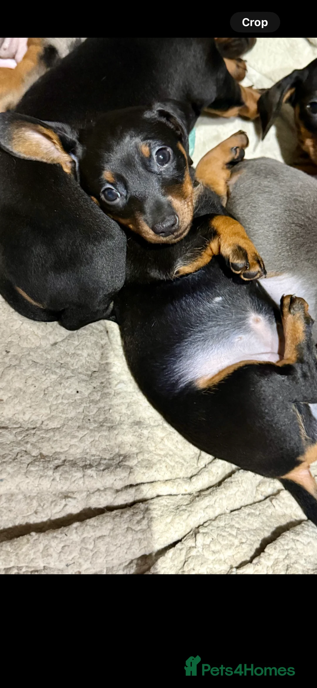 Miniature Dachshund dogs for sale: 1 girl 1 boy looking for forever home  - Advert 2