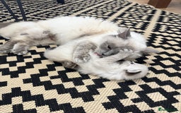 Ragdoll cats for sale: Ragdolls  - Image 11