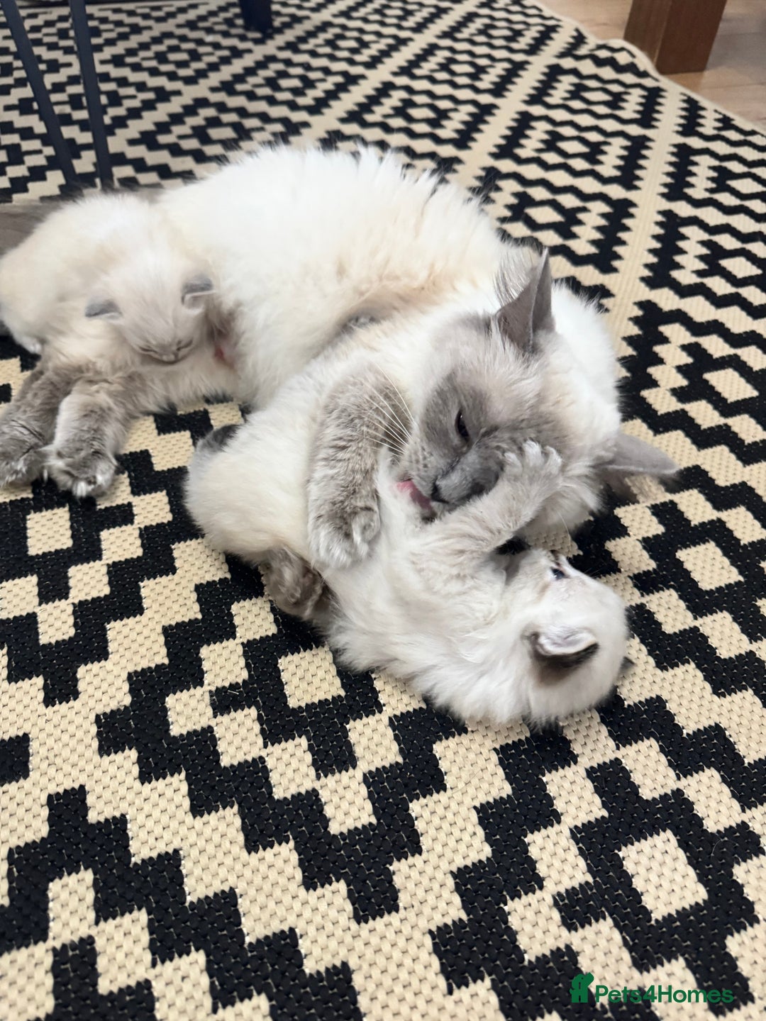 Ragdoll cats for sale: Ragdolls  - Image 11