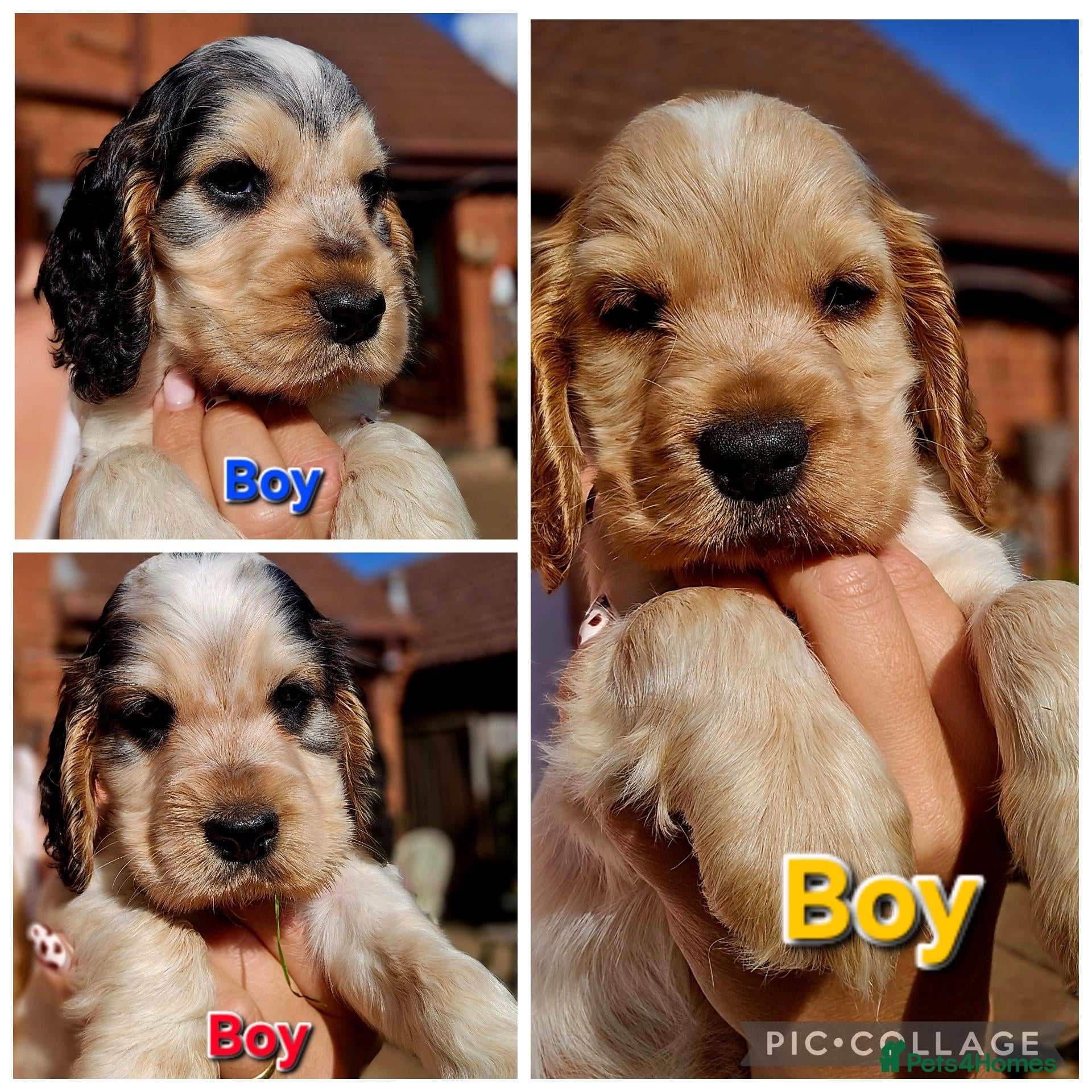 Cocker Spaniel dogs KC Reg Show Cocker Spaniel Pups Health Clear Boys - Advert 1