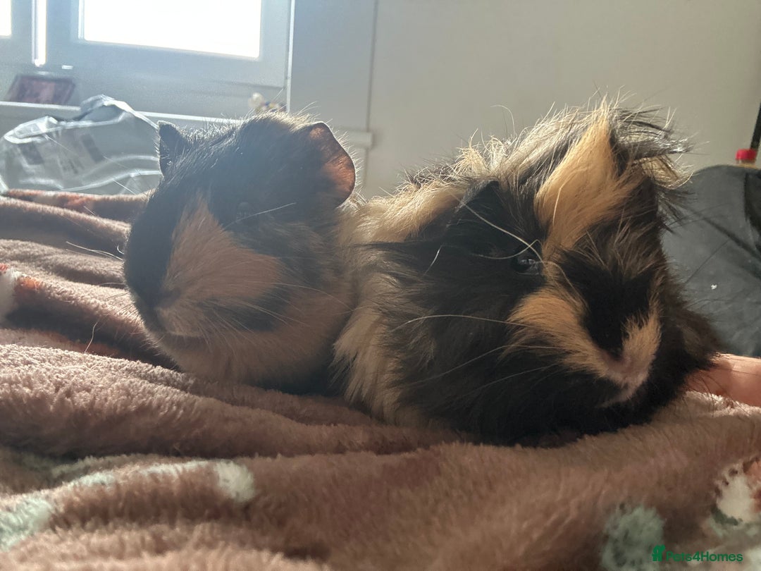 Guinea Pig rodents for sale: 2 Male Guinea Pigs for sale (can go separately) - Advert 8