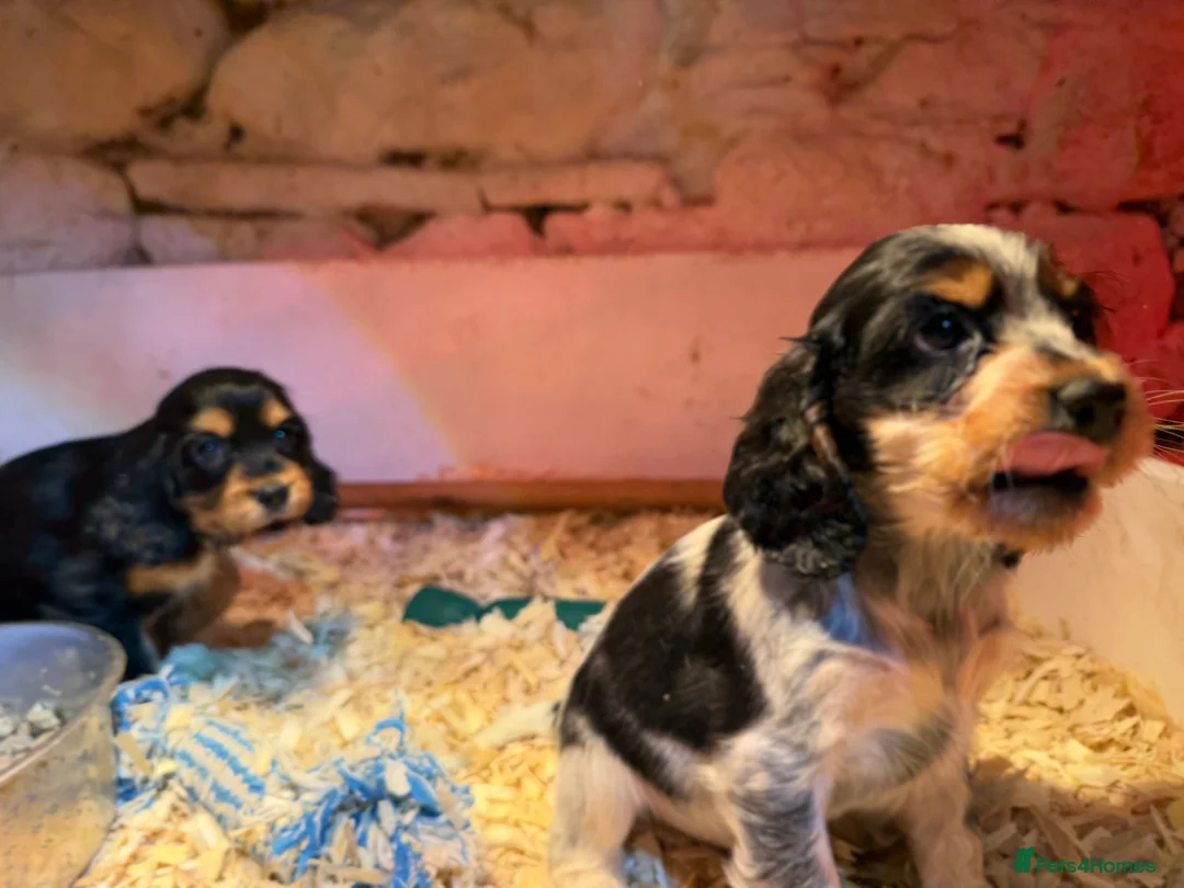 Cocker Spaniel dogs for sale: Stunning ideal family pups  - Advert 11