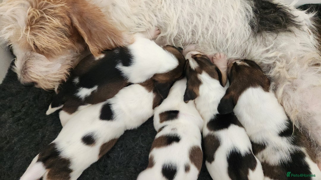 Basset Griffon Vendeen dogs for sale: Griffon grand bassets  - Image 4