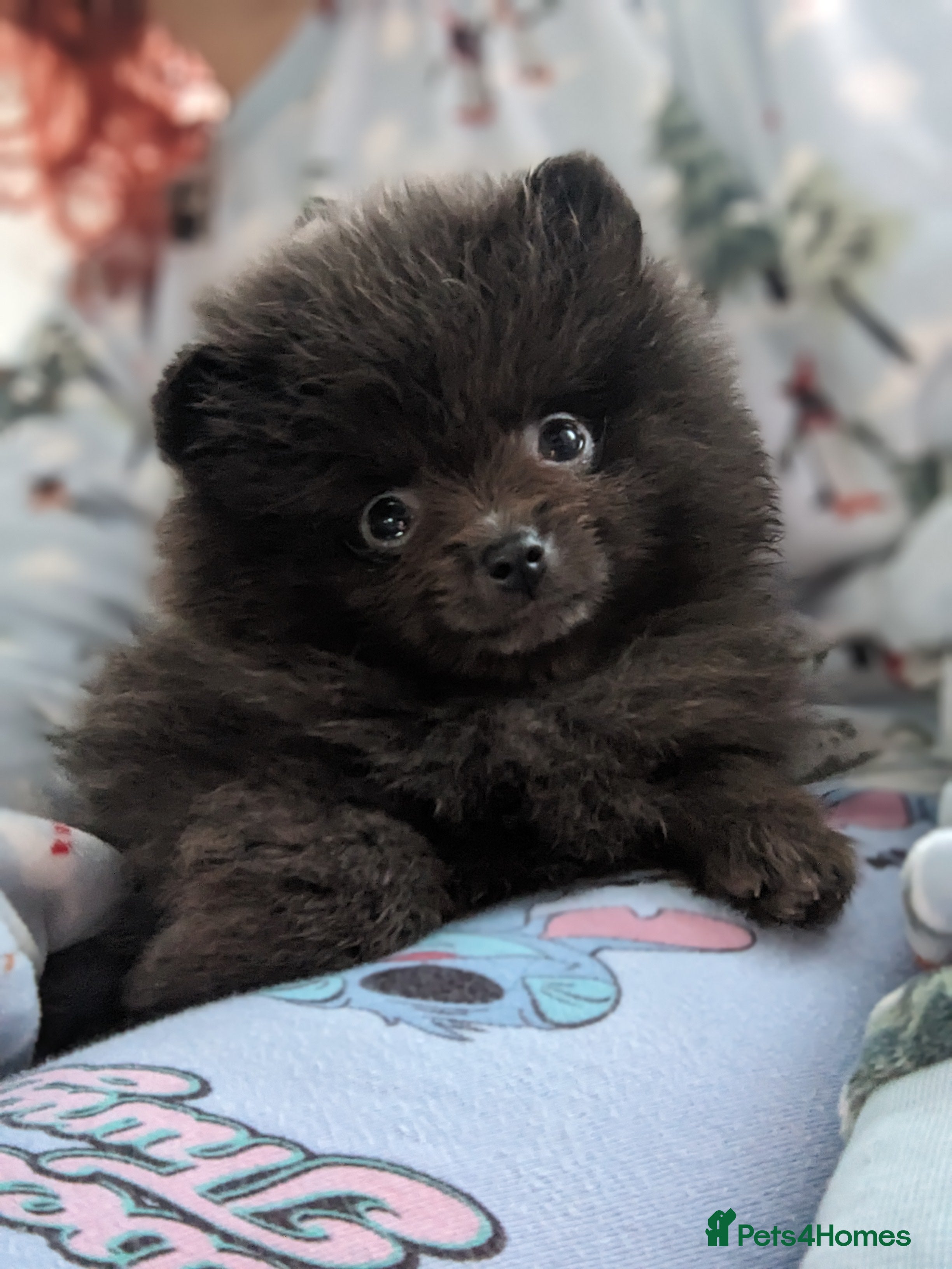 Pomeranian dogs Pomeranian Blue girl left!   - Advert 10