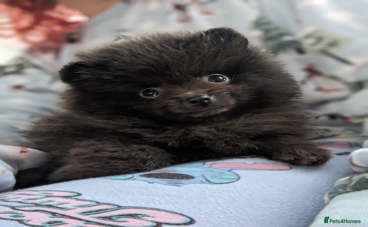 Pomeranian dogs - Advert 5