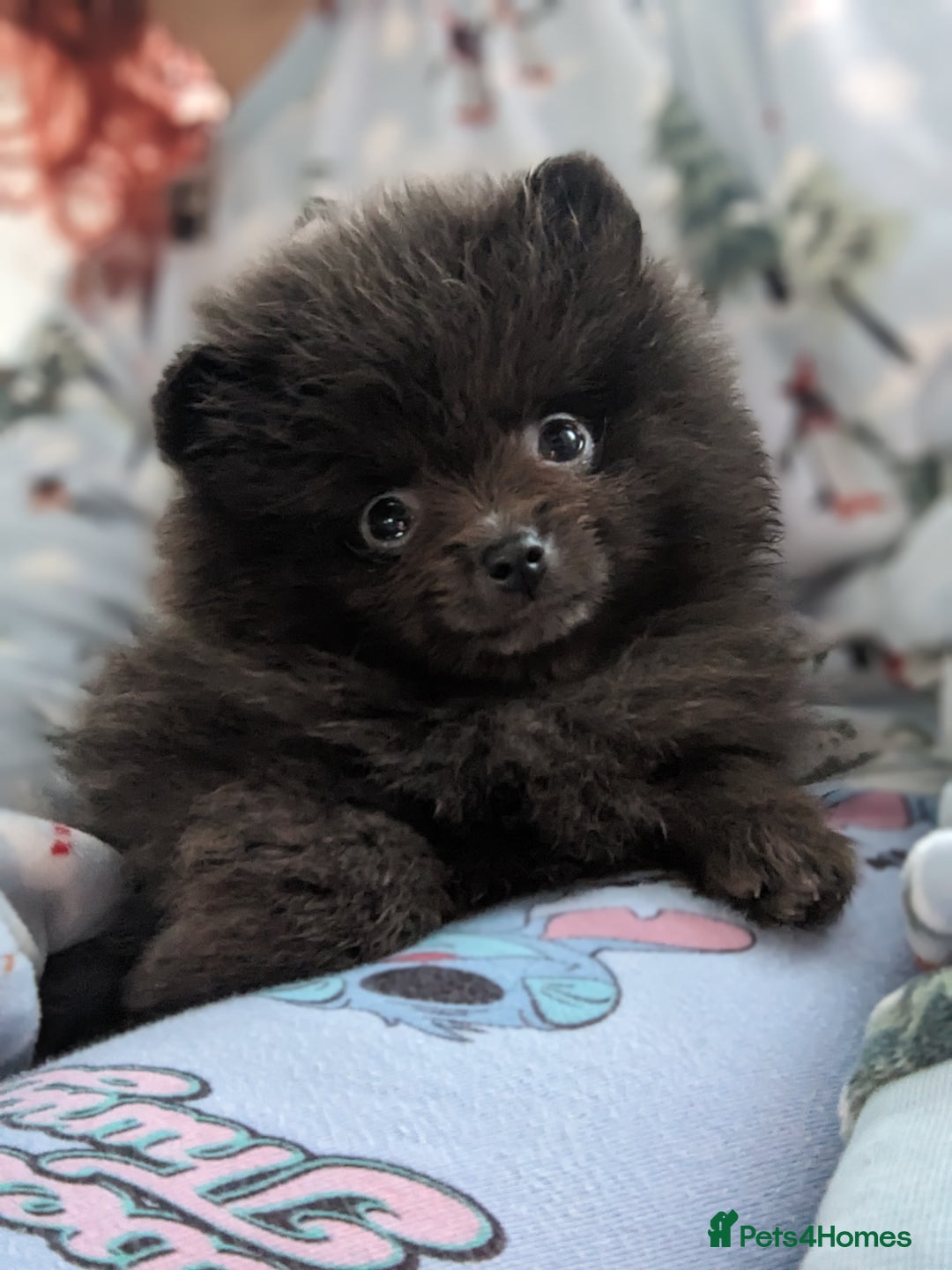 Pomeranian dogs for sale: Pomeranian Blue girl left!   - Advert 1