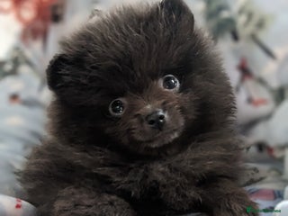 Pomeranian dogs Pomeranian Blue girl left! - Advert 4