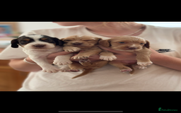 Cocker Spaniel dogs for sale: 5 beautiful working cocker spaniels 3 boys 2 girls - Image 1