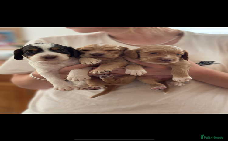Cocker Spaniel dogs - Advert 13
