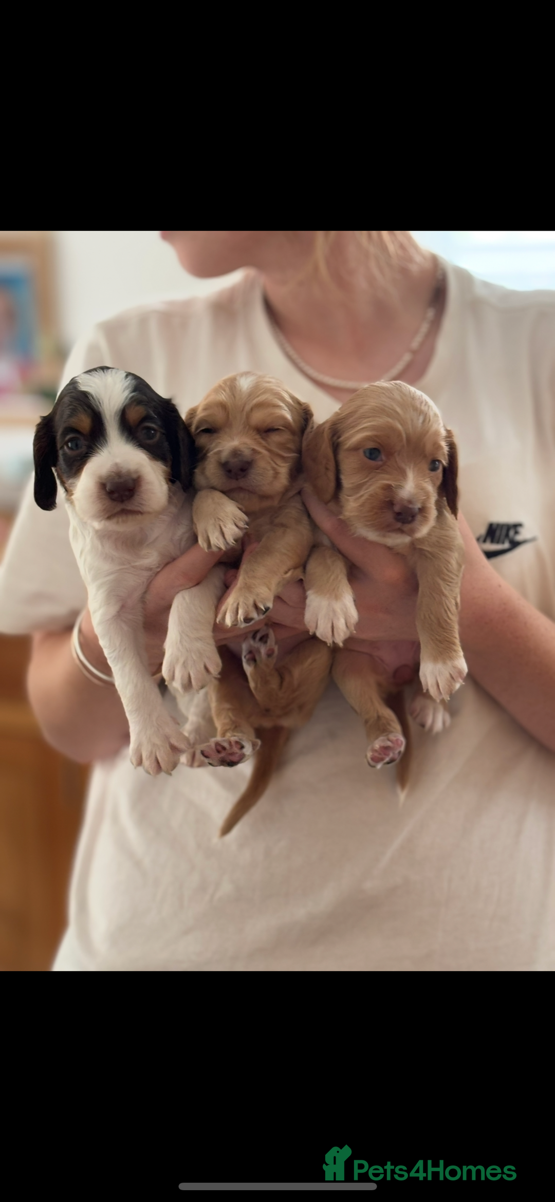 Cocker Spaniel dogs for sale: 5 beautiful working cocker spaniels 3 boys 2 girls - Image 1