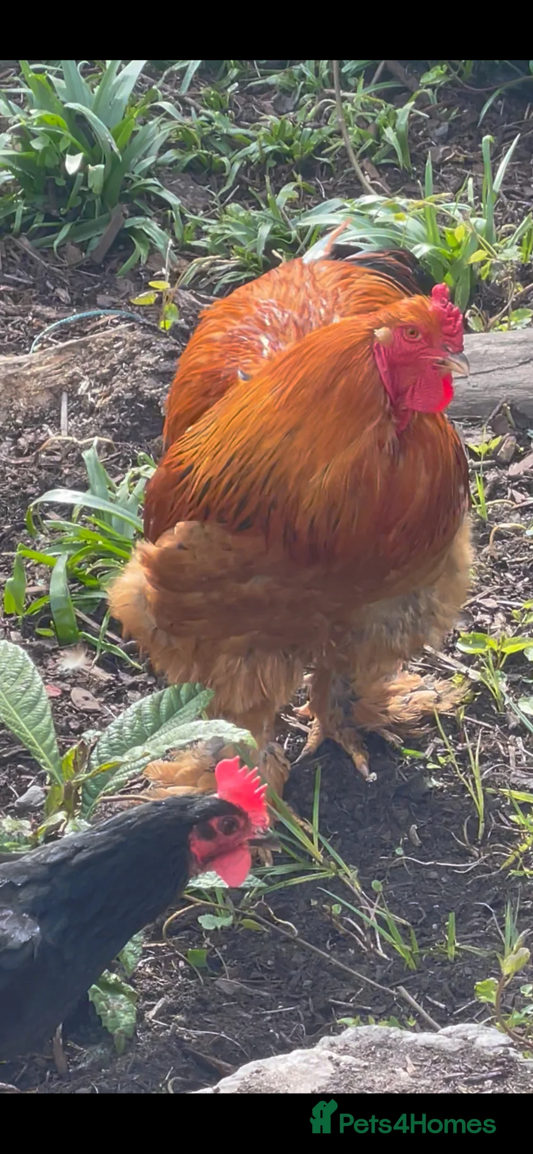Chickens poultry for sale: Beautiful Brahma Rooster  in Stanmore - Advert 2