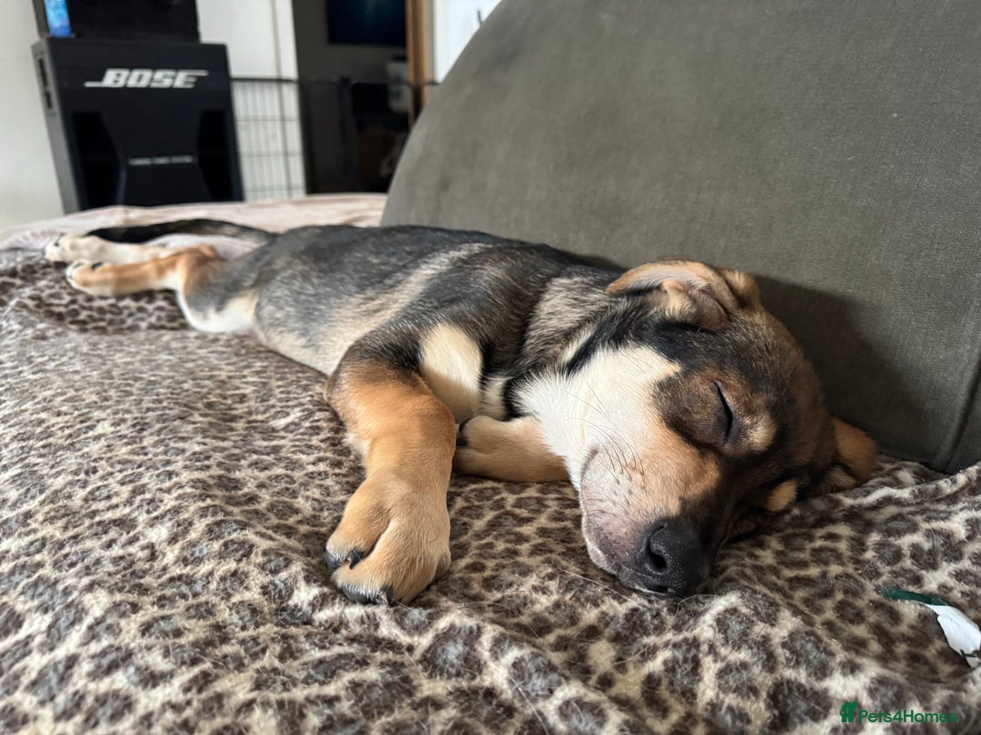 Mixed Breed dogs for sale: Beautiful Inca & handsome Nanuq PUPDATE x5 - Advert 35