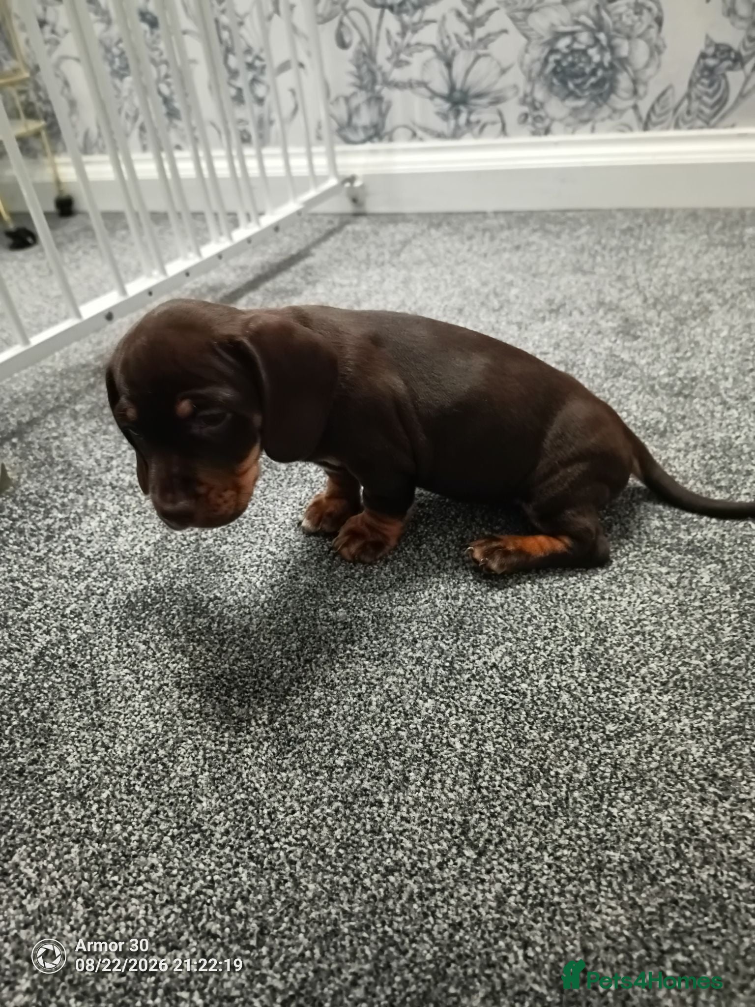 Miniature Dachshund dogs Beautiful miniature dachshund puppies  - Advert 2