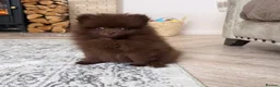 Pomeranian dogs for sale: CHAMPION LINES KC POMERANIAN PUPPIES  - Advert 6