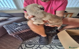 Lurcher dogs for sale: Lurcher long an short wired puppies - Image 1