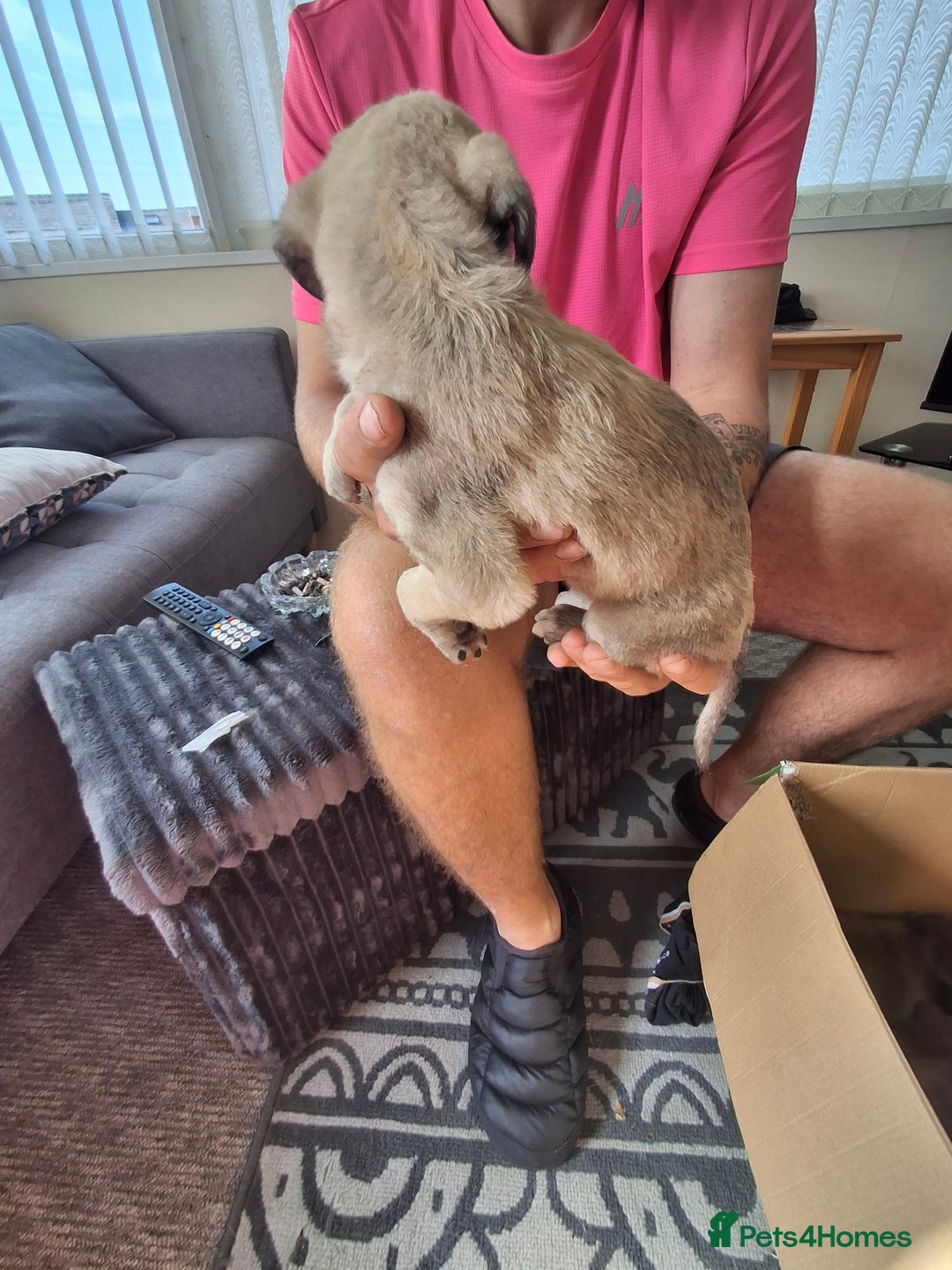 Lurcher dogs for sale: Lurcher long an short wired puppies - Image 1