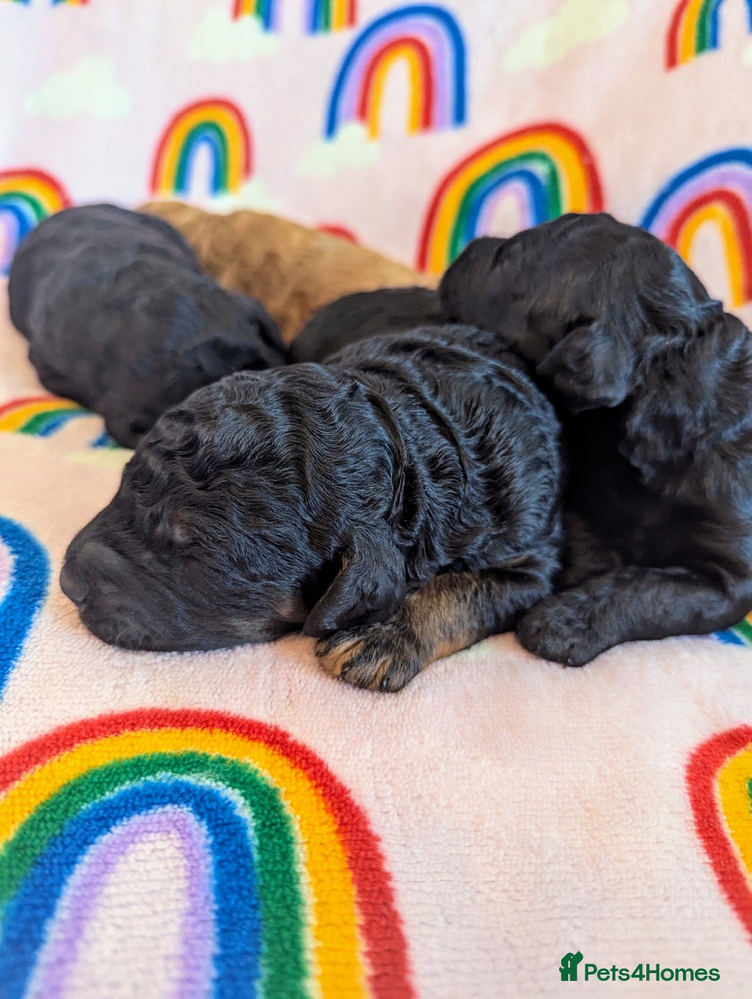 Miniature Poodle dogs for sale: Stunning Red & Phantom Miniature/Moyen Poodles - Image 17