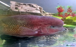 Cichlids fish for sale: Big blue vieja  - Image 2