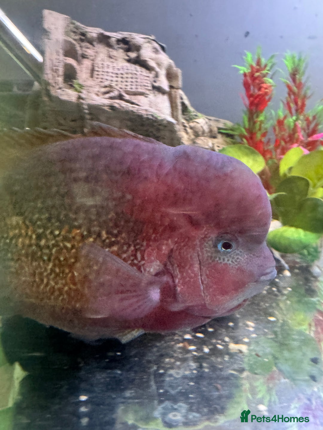 Cichlids fish for sale: Big blue vieja  - Image 2