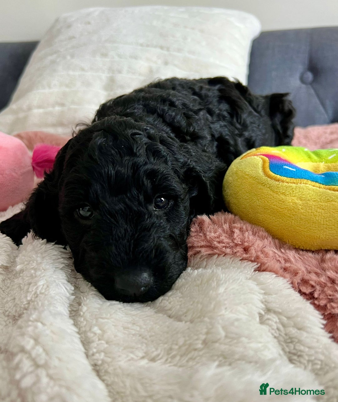 Cockapoo dogs for sale: Adorable Cockapoo puppies waiting for You!  - Image 8