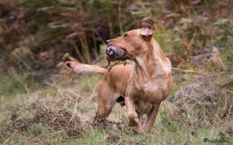 Labrador Retriever dogs for sale: Stunning KC registered labrador puppies in Hawick - Image 5