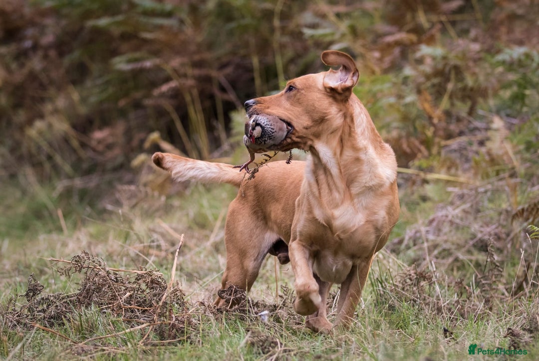 Labrador Retriever dogs for sale: Stunning KC registered labrador puppies in Hawick - Image 5