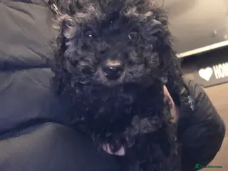 Doxiepoo dogs Beautiful toy poodle phantom rare colour 3/4 pups - Advert 6