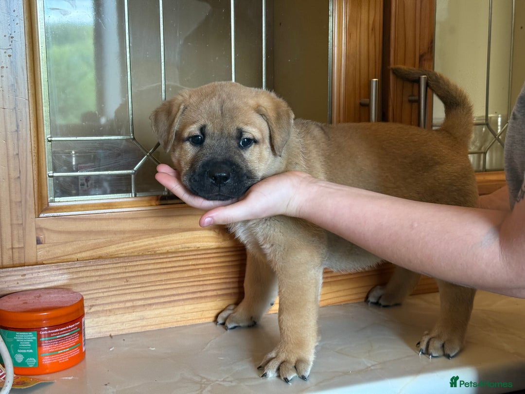 Mixed Breed dogs for sale: Chow chow x American bull dog  - Image 18